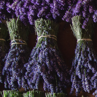 Lavender Field Trip with Red Barn Mercantile