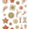 Ernst Haeckel: Art Forms in Nature Sticker Book
