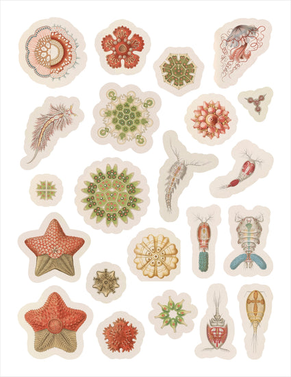 Ernst Haeckel: Art Forms in Nature Sticker Book