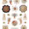 Ernst Haeckel: Art Forms in Nature Sticker Book