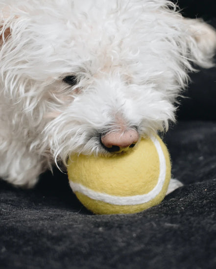 Wool Tennis Ball Toy
