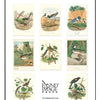 Birds Postcard Booklet