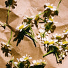 Chamomile Tea