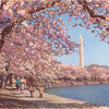 Blossoms & Washington Monument Magnet