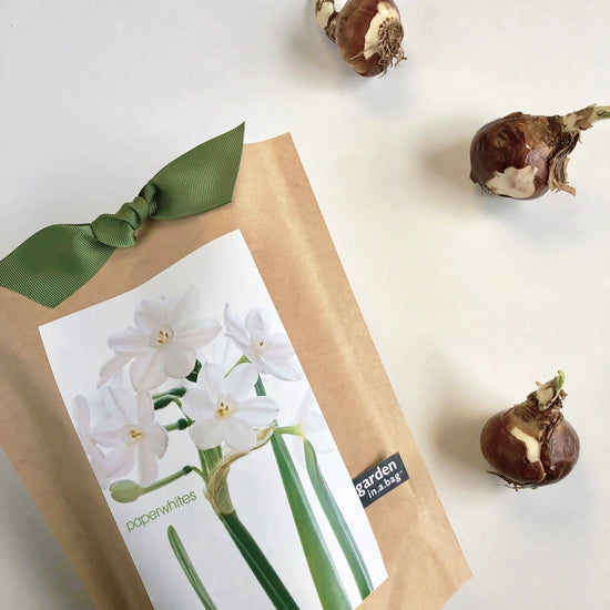 Garden in a Bag - Paperwhites