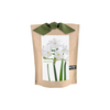 Garden in a Bag - Paperwhites