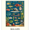 2027 Sea Life Wall Calendar
