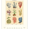 2027 Sea Life Wall Calendar