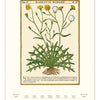 2026 Herbarium Wall Calendar