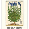 2026 Herbarium Wall Calendar