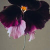 Moody Blooms Candle, The Quiet Botanist