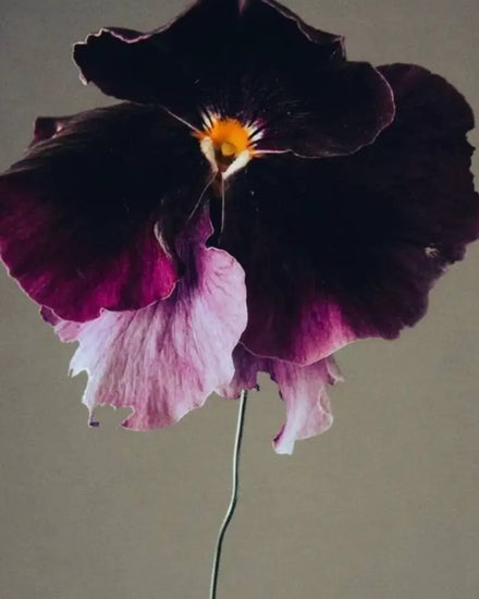 Moody Blooms Candle, The Quiet Botanist