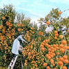 Orchard Sun Candle, The Quiet Botanist