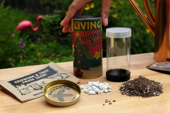 Living Christmas Tree Seed Kit